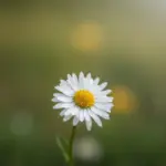 stokrotka godziny otwarcia