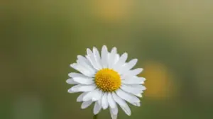 Stokrotka Godziny Otwarcia - Supermarket stokrotka godziny otwarcia